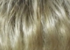 Περούκα Συνθ/κή STAY mono top Ellen Wille Champagne rooted 22.25.24